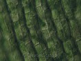 /album/galleria-foto-piante/classif-hydrocaritacea-3c-jpg/